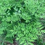 Actaea racemosa Blatt