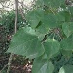 Catalpa bungei Blatt