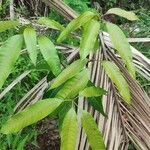 Mangifera indica Fuelha