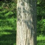 Populus x canadensis Other