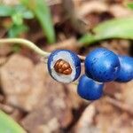 Clintonia borealis Fruit