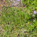 Scabiosa atropurpurea 整株植物