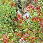 Crassula sarcocaulis Flower