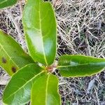 Viburnum odoratissimum Folha