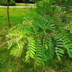 Amorpha fruticosa Ліст