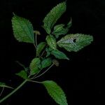 Lecanthus peduncularis Хабит