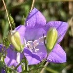 Campanula rotundifoliaFlor