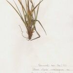 Carex parviflora Hábito