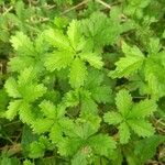 Potentilla reptans 葉