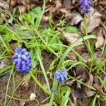 Muscari botryoides Staniste