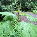 Oplopanax horridus Hoja