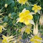 Aquilegia pubescens ফুল