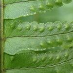 Nephrolepis undulata Leaf