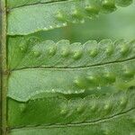 Nephrolepis undulata Blatt