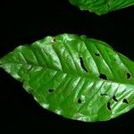 Eugenia lithosperma 葉