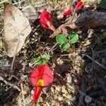 Kennedia prostrata Цветок