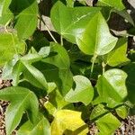 Passiflora lutea Leaf