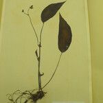 Begonia hatacoa Sonstige