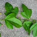 Passiflora lutea Leaf