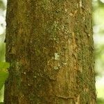 Pouteria brachyandra Kabuk