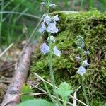 Veronica officinalis Blomst