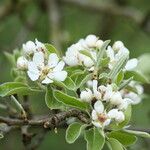 Pyrus bourgaeana Květ