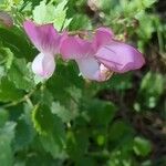 Ononis rotundifolia Flor