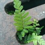 Dryopteris cristata आदत