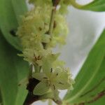 Smilax domingensis Flower