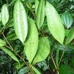 Talisia squarrosa Leaf