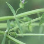 Stemodia durantifolia Leaf