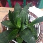 Sansevieria trifasciataഇല