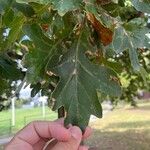 Quercus coccinea पत्ता