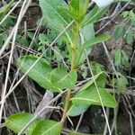 Catharanthus coriaceus Habit
