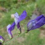 Vicia onobrychioides 花