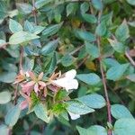 Abelia x grandiflora Flor