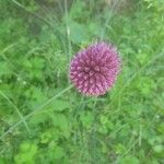 Allium rotundum Blüte