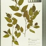 Grewia meridionalis Other