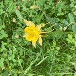 Aquilegia chrysantha Blüte
