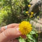 Taraxacum obliquilobum Квітка