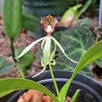 Prosthechea cochleata Feuille