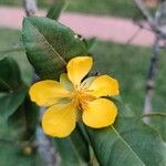 Ochna serrulata Flower