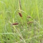 Carex flaccaFlower