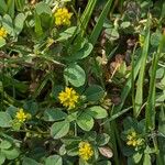 Trifolium dubium 花
