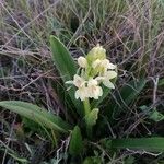 Dactylorhiza insularis Flower