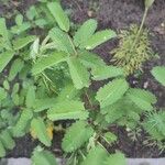 Sanguisorba officinalis 叶