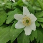 Anemone nemorosaফুল