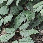 Astilbe rubra Leaf