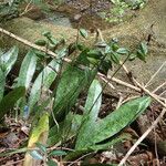 Eulophia maculata Habit