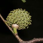 Annona holosericea